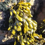 **1. Product Description** **What is the product?** Bladderwrack (Fucus vesiculosus) is an organic Moroccan seaweed powder known for its exceptional nutritional and health benefits. Sourced from the pristine beaches of Morocco, this seaweed is rich in iodine, antioxidants, and essential minerals, making it a natural supplement for wellness and vitality. **What makes it unique?** Our Bladderwrack is hand-harvested from clean Moroccan shores, ensuring it is free from harmful contaminants. The entire process, from harvesting to packaging, is managed by Bwinto to maintain the product’s purity and quality. Its natural origins and meticulous preparation make it a superior choice for those seeking holistic health benefits. **What are its key benefits?** - **Supports Thyroid Health**: Rich in iodine, Bladderwrack promotes healthy thyroid function and helps prevent iodine deficiency. - **Natural Detoxification**: Contains antioxidants and minerals that support the body’s detox processes. - **Skin and Joint Health**: Traditionally used to soothe inflammation and promote skin and joint well-being. - **Rich in Nutrients**: Packed with essential vitamins, minerals, and bioactive compounds to enhance overall wellness. **Who is it for?** Bladderwrack powder is ideal for individuals seeking natural support for thyroid health, those on a holistic wellness journey, and anyone looking to incorporate nutrient-rich seaweed into their diet. It’s also suitable for people exploring natural remedies for skin and joint concerns. **How is it used?** - **Internal Use**: Blend 1–2 teaspoons into smoothies, juices, or soups for a nutritional boost. - **Topical Use**: Create a paste with water or carrier oil to apply as a skin or joint mask. - **Dietary Supplement**: Sprinkle on salads or incorporate into baked goods for added nutrition. **What is its story?** Bladderwrack has a rich history as a medicinal seaweed, used in traditional remedies for centuries. Sourced from Morocco’s pristine beaches and processed with care, it reflects the country’s dedication to natural and sustainable practices. This organic seaweed powder continues to be a symbol of nature’s healing power. --- **2. Product Attributes** **Usage**: - Blend into beverages or soups for internal health benefits. - Use as a topical paste to soothe skin or joint discomfort. - Sprinkle onto food as a natural iodine source. **Target Audience**: - Individuals with thyroid health concerns. - Holistic health enthusiasts seeking natural remedies. - Those looking for nutrient-dense supplements for general wellness. **Main Benefits**: - Supports healthy thyroid function with plant-based iodine. - Provides antioxidants for detoxification and overall wellness. - Soothes inflammation, benefiting skin and joint health. - Serves as a nutrient-rich addition to daily diets. **Precautions**: - High iodine content: Consult a healthcare provider before use, especially if pregnant, nursing, or taking medications. - May contain occasional shell fragments. - Not suitable for individuals with fish or shellfish allergies. **Formulation**: 100% natural and organic seaweed powder, sourced from Moroccan beaches, hand-harvested, cleaned, and processed without additives. **Features**: - Rich in iodine and essential nutrients. - Hand-harvested and sustainably sourced. - Processed to ensure purity and quality. - Versatile in dietary and topical applications. --- **3. Focus Keywords** Bladderwrack powder, Moroccan seaweed powder, organic Bladderwrack, iodine-rich seaweed, thyroid health supplement, natural detox supplement, Fucus vesiculosus, seaweed for skin health, natural joint remedy, holistic wellness product, sustainable seaweed, Moroccan herbal supplement, iodine supplement for thyroid, organic seaweed for smoothies, natural seaweed benefits, skin inflammation remedy, nutrient-dense superfood, Bladderwrack for weight loss, eco-friendly seaweed product.