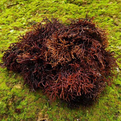 Organic Purple Irish Sea Moss | 100% Natural Grown Seamoss