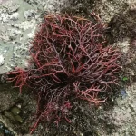 ### 1. Product Description: **What is the product?** Our premium purple seamoss is a natural superfood harvested from the pristine waters of the Atlantic Ocean along the Moroccan coast. It is a nutrient-dense sea vegetable, primarily used to enhance overall health and wellness through its rich mineral, vitamin, and antioxidant content. **What makes it unique?** This seamoss is naturally grown in unpolluted Atlantic waters, ensuring the highest purity and quality. Unlike farmed alternatives, it thrives in its natural environment, untouched by contaminants. It belongs to the Gigartina Pistillata species, known for its high λ-carrageenan content, which has been studied for its potential health benefits, including fighting colorectal cancer stem cells and promoting gut health. **What are its key benefits?** - Supports hair health, strengthens hair, and promotes growth. - Aids in weight loss by reducing appetite and breaking down fat. - Fights chronic diseases by detoxifying the body and reducing oxidative stress. - Moisturizes and balances the skin, promoting a clear, even complexion. - Improves heart health by potentially lowering cholesterol. - Rich in essential amino acids, proteins, and natural emulsifiers. - Enhances bone health with calcium, magnesium, and other vital nutrients. **Who is it for?** This product is ideal for health-conscious individuals seeking natural, nutrient-rich supplements. It’s perfect for those looking to improve hair, skin, digestion, and overall wellness. However, it is not suitable for individuals with hyperthyroidism, blood clotting disorders, or allergies to shellfish or nuts. **How is it used?** - Add to salads or dishes to enhance flavor and texture. - Boil to create a keto-friendly thickener for baking or cooking. - Use as a garnish or texture enhancer in cocktails. **What is its story?** Harvested from the clean, nutrient-rich waters of the Atlantic Ocean near Morocco, this purple seamoss reflects the bounty of nature. Traditionally used to support respiratory health, aid digestion, and address glandular issues, it has a rich cultural and therapeutic history. Its unique almond flavor and crisp texture make it a versatile addition to modern diets. --- ### 2. Product Attributes: **Usage:** - Add directly to salads or dishes for a nutrient boost. - Boil to create a gel for use as a thickener in baking or cooking. - Use as a garnish or texture enhancer in cocktails. **Target Audience:** - Health-conscious individuals seeking natural supplements. - People looking to improve hair, skin, digestion, and overall wellness. - Not suitable for those with hyperthyroidism, blood clotting disorders, or shellfish/nut allergies. **Main Benefits:** - Promotes hair growth and skin health. - Aids in weight loss and detoxification. - Supports heart and bone health. - Rich in essential nutrients and bioactive compounds. **Precautions:** - Avoid if you have hyperthyroidism due to high iodine content. - Not suitable for individuals on anticoagulants or with blood clotting disorders. - May contain traces of shellfish or nuts; avoid if allergic. - Pregnant women or individuals with medical conditions should consult a healthcare provider before use. **Formulation:** - 100% natural purple seamoss (Gigartina Pistillata species). - Harvested from pristine Atlantic Ocean waters. - Contains λ-carrageenan, essential amino acids, proteins, and natural emulsifiers. **Features:** - Sustainably sourced and naturally grown in unpolluted waters. - Unique almond flavor with a sea-inspired twist. - Crisp texture and visually appealing red branch-like appearance. - Keto-friendly and versatile for culinary use. --- ### 3. Focus Keywords: purple seamoss, Atlantic seamoss, Moroccan seamoss, Gigartina Pistillata, natural superfood, nutrient-rich seamoss, keto-friendly thickener, hair growth supplement, skin health, weight loss aid, heart health, bone health, natural detox, antioxidant-rich, anti-inflammatory, antiviral, λ-carrageenan, organic sea vegetable, marine collagen, ocean-inspired wellness.