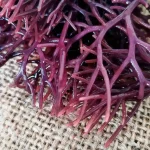 ### 1. Product Description: **What is the product?** Our premium purple seamoss is a natural superfood harvested from the pristine waters of the Atlantic Ocean along the Moroccan coast. It is a nutrient-dense sea vegetable, primarily used to enhance overall health and wellness through its rich mineral, vitamin, and antioxidant content. **What makes it unique?** This seamoss is naturally grown in unpolluted Atlantic waters, ensuring the highest purity and quality. Unlike farmed alternatives, it thrives in its natural environment, untouched by contaminants. It belongs to the Gigartina Pistillata species, known for its high λ-carrageenan content, which has been studied for its potential health benefits, including fighting colorectal cancer stem cells and promoting gut health. **What are its key benefits?** - Supports hair health, strengthens hair, and promotes growth. - Aids in weight loss by reducing appetite and breaking down fat. - Fights chronic diseases by detoxifying the body and reducing oxidative stress. - Moisturizes and balances the skin, promoting a clear, even complexion. - Improves heart health by potentially lowering cholesterol. - Rich in essential amino acids, proteins, and natural emulsifiers. - Enhances bone health with calcium, magnesium, and other vital nutrients. **Who is it for?** This product is ideal for health-conscious individuals seeking natural, nutrient-rich supplements. It’s perfect for those looking to improve hair, skin, digestion, and overall wellness. However, it is not suitable for individuals with hyperthyroidism, blood clotting disorders, or allergies to shellfish or nuts. **How is it used?** - Add to salads or dishes to enhance flavor and texture. - Boil to create a keto-friendly thickener for baking or cooking. - Use as a garnish or texture enhancer in cocktails. **What is its story?** Harvested from the clean, nutrient-rich waters of the Atlantic Ocean near Morocco, this purple seamoss reflects the bounty of nature. Traditionally used to support respiratory health, aid digestion, and address glandular issues, it has a rich cultural and therapeutic history. Its unique almond flavor and crisp texture make it a versatile addition to modern diets. --- ### 2. Product Attributes: **Usage:** - Add directly to salads or dishes for a nutrient boost. - Boil to create a gel for use as a thickener in baking or cooking. - Use as a garnish or texture enhancer in cocktails. **Target Audience:** - Health-conscious individuals seeking natural supplements. - People looking to improve hair, skin, digestion, and overall wellness. - Not suitable for those with hyperthyroidism, blood clotting disorders, or shellfish/nut allergies. **Main Benefits:** - Promotes hair growth and skin health. - Aids in weight loss and detoxification. - Supports heart and bone health. - Rich in essential nutrients and bioactive compounds. **Precautions:** - Avoid if you have hyperthyroidism due to high iodine content. - Not suitable for individuals on anticoagulants or with blood clotting disorders. - May contain traces of shellfish or nuts; avoid if allergic. - Pregnant women or individuals with medical conditions should consult a healthcare provider before use. **Formulation:** - 100% natural purple seamoss (Gigartina Pistillata species). - Harvested from pristine Atlantic Ocean waters. - Contains λ-carrageenan, essential amino acids, proteins, and natural emulsifiers. **Features:** - Sustainably sourced and naturally grown in unpolluted waters. - Unique almond flavor with a sea-inspired twist. - Crisp texture and visually appealing red branch-like appearance. - Keto-friendly and versatile for culinary use. --- ### 3. Focus Keywords: purple seamoss, Atlantic seamoss, Moroccan seamoss, Gigartina Pistillata, natural superfood, nutrient-rich seamoss, keto-friendly thickener, hair growth supplement, skin health, weight loss aid, heart health, bone health, natural detox, antioxidant-rich, anti-inflammatory, antiviral, λ-carrageenan, organic sea vegetable, marine collagen, ocean-inspired wellness.