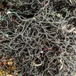### 1. Product Description: **What is the product?** Our premium purple seamoss is a natural superfood harvested from the pristine waters of the Atlantic Ocean along the Moroccan coast. It is a nutrient-dense sea vegetable, primarily used to enhance overall health and wellness through its rich mineral, vitamin, and antioxidant content. **What makes it unique?** This seamoss is naturally grown in unpolluted Atlantic waters, ensuring the highest purity and quality. Unlike farmed alternatives, it thrives in its natural environment, untouched by contaminants. It belongs to the Gigartina Pistillata species, known for its high λ-carrageenan content, which has been studied for its potential health benefits, including fighting colorectal cancer stem cells and promoting gut health. **What are its key benefits?** - Supports hair health, strengthens hair, and promotes growth. - Aids in weight loss by reducing appetite and breaking down fat. - Fights chronic diseases by detoxifying the body and reducing oxidative stress. - Moisturizes and balances the skin, promoting a clear, even complexion. - Improves heart health by potentially lowering cholesterol. - Rich in essential amino acids, proteins, and natural emulsifiers. - Enhances bone health with calcium, magnesium, and other vital nutrients. **Who is it for?** This product is ideal for health-conscious individuals seeking natural, nutrient-rich supplements. It’s perfect for those looking to improve hair, skin, digestion, and overall wellness. However, it is not suitable for individuals with hyperthyroidism, blood clotting disorders, or allergies to shellfish or nuts. **How is it used?** - Add to salads or dishes to enhance flavor and texture. - Boil to create a keto-friendly thickener for baking or cooking. - Use as a garnish or texture enhancer in cocktails. **What is its story?** Harvested from the clean, nutrient-rich waters of the Atlantic Ocean near Morocco, this purple seamoss reflects the bounty of nature. Traditionally used to support respiratory health, aid digestion, and address glandular issues, it has a rich cultural and therapeutic history. Its unique almond flavor and crisp texture make it a versatile addition to modern diets. --- ### 2. Product Attributes: **Usage:** - Add directly to salads or dishes for a nutrient boost. - Boil to create a gel for use as a thickener in baking or cooking. - Use as a garnish or texture enhancer in cocktails. **Target Audience:** - Health-conscious individuals seeking natural supplements. - People looking to improve hair, skin, digestion, and overall wellness. - Not suitable for those with hyperthyroidism, blood clotting disorders, or shellfish/nut allergies. **Main Benefits:** - Promotes hair growth and skin health. - Aids in weight loss and detoxification. - Supports heart and bone health. - Rich in essential nutrients and bioactive compounds. **Precautions:** - Avoid if you have hyperthyroidism due to high iodine content. - Not suitable for individuals on anticoagulants or with blood clotting disorders. - May contain traces of shellfish or nuts; avoid if allergic. - Pregnant women or individuals with medical conditions should consult a healthcare provider before use. **Formulation:** - 100% natural purple seamoss (Gigartina Pistillata species). - Harvested from pristine Atlantic Ocean waters. - Contains λ-carrageenan, essential amino acids, proteins, and natural emulsifiers. **Features:** - Sustainably sourced and naturally grown in unpolluted waters. - Unique almond flavor with a sea-inspired twist. - Crisp texture and visually appealing red branch-like appearance. - Keto-friendly and versatile for culinary use. --- ### 3. Focus Keywords: purple seamoss, Atlantic seamoss, Moroccan seamoss, Gigartina Pistillata, natural superfood, nutrient-rich seamoss, keto-friendly thickener, hair growth supplement, skin health, weight loss aid, heart health, bone health, natural detox, antioxidant-rich, anti-inflammatory, antiviral, λ-carrageenan, organic sea vegetable, marine collagen, ocean-inspired wellness.