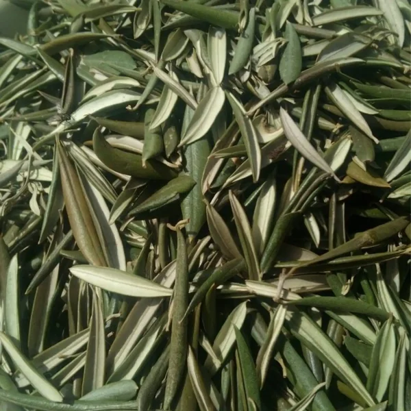 Olive leaves are the green, nutrient-rich leaves of the olive tree (Olea europaea), a cornerstone of Mediterranean heritage. Used in traditional medicine, cooking, and skincare, olive leaves are valued for their health and beauty benefits. What makes it unique? Sourced from the iconic olive tree, these leaves boast potent natural antioxidants and nutrients. The unique extraction methods preserve their therapeutic properties, reflecting centuries of Mediterranean tradition in wellness and care. What are its key benefits? Heart and cardiovascular health: Rich in antioxidants and monounsaturated fats to lower bad cholesterol. Immune support: Enhances the body’s defenses against illnesses. Digestive health: Promotes smoother digestion and reduces bloating. Cancer risk reduction: Antioxidants may help lower the risk of certain cancers. Blood sugar regulation: Supports insulin sensitivity and glucose balance. Bone and dental strength: Packed with calcium, magnesium, and phosphorus. Joint relief: Reduces inflammation and eases joint discomfort. Who is it for? This product is ideal for health-conscious individuals, those managing cardiovascular or digestive health, and anyone seeking natural beauty and wellness solutions. How is it used? Brew as tea for digestive health and relaxation. Use powdered olive leaves in face masks for skin rejuvenation. Apply as a hair mask for hydration and nourishment. Prepare topical infusions to soothe muscle aches and joint pain. Rooted in Mediterranean culture, olive leaves have been used for centuries in traditional medicine for their healing properties. Revered for their role in health and beauty rituals, they symbolize natural wellness and heritage.