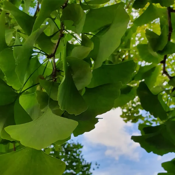 Ginkgo leaves are the vibrant green leaves of the Ginkgo biloba tree, one of the oldest tree species in the world. Renowned for their health-enhancing properties, these leaves have been used in traditional medicine to support overall well-being and treat various ailments. What makes it unique? Ginkgo leaves stand out due to their rich concentration of natural compounds like flavonoids and terpenoids. These compounds contribute to their potent antioxidant and anti-inflammatory effects. Ginkgo trees are revered as "living fossils," symbolizing longevity and resilience, adding a cultural and historical depth to their value. What are its key benefits? Improves blood circulation and supports cardiovascular health. Enhances memory, focus, and overall brain function. Reduces inflammation and alleviates pain. Boosts the immune system to ward off illnesses. Helps alleviate anxiety and promotes mood stability. Supports eye health and vision. Who is it for? Ginkgo leaves are ideal for adults seeking natural remedies to improve cognitive performance, cardiovascular health, and overall vitality. They are also beneficial for those experiencing stress, anxiety, or early signs of memory loss. How is it used? Tea: Brew 1-2 teaspoons of dried Ginkgo leaves in boiling water for 5-7 minutes. Strain and enjoy for improved energy and focus. Skincare: Combine Ginkgo leaf powder with rose water to create a facial mask for deep cleansing and brightening. Topical Use: Boil Ginkgo leaves and use the decoction as a soothing remedy for headaches or muscle tension. Ginkgo biloba, often called "the tree of life," has roots tracing back over 200 million years, making it one of the oldest medicinal plants known to humanity. Historically used in Chinese and other traditional medicines, Ginkgo leaves are celebrated for their ability to promote vitality, longevity, and wellness across cultures.